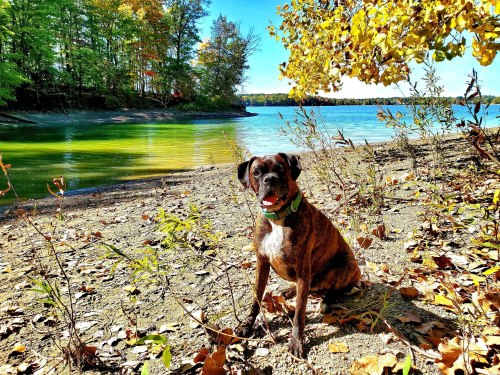 A brown dog sits on a sandy shore with colorful autumn leaves and a calm lake in the background.