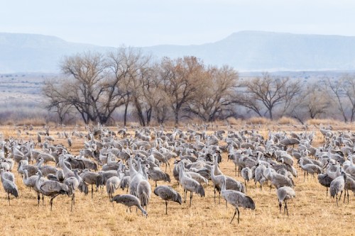 A large flock of cranes gathered in a grassy field, with trees and mountains in the background.