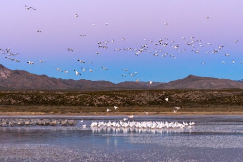 A serene landscape with a flock of white birds flying over a lake, surrounded by mountains at dusk.
