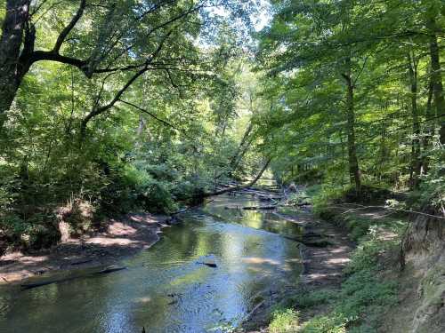 A serene forest scene featuring a calm creek surrounded by lush green trees and sunlight filtering through the leaves.