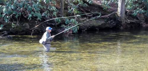 A person fishing in a clear stream, standing in water with a fishing rod, surrounded by lush greenery.