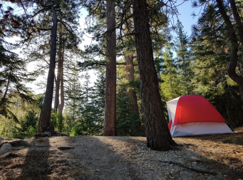 A red and white tent nestled among tall trees in a serene forest setting. Sunlight filters through the branches.