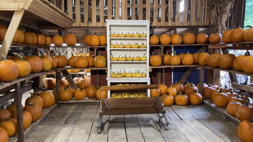 A rustic barn filled with shelves of orange pumpkins and a wooden cart in the foreground.