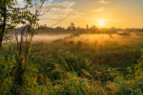 A serene sunrise over a misty field, with soft light illuminating the grass and trees.
