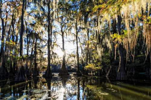 A serene swamp scene with tall trees draped in Spanish moss, reflecting in calm water under a bright sky.