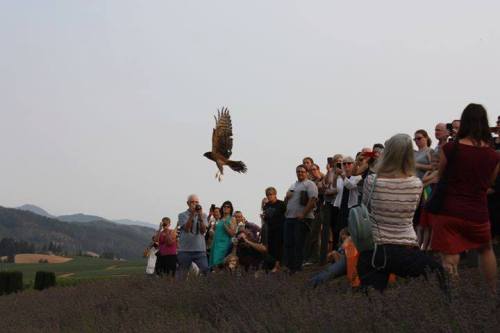 A crowd watches as a hawk takes flight over a lavender field, with mountains in the background.