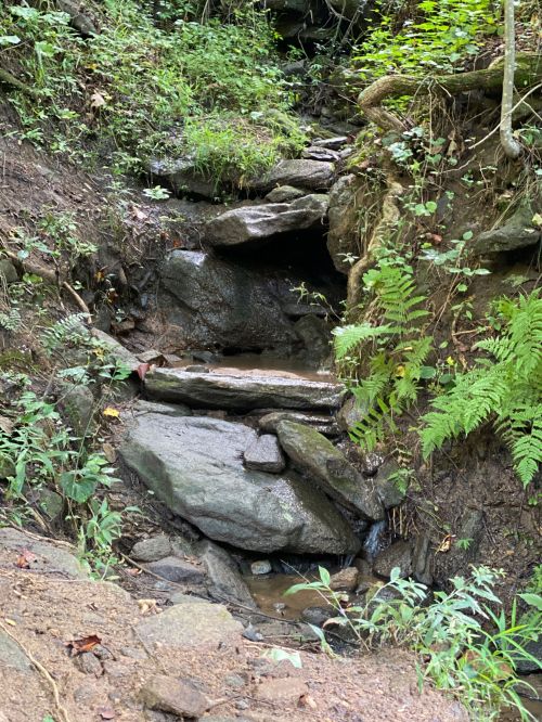 A rocky stream flows through a lush, green forest, surrounded by ferns and vegetation.