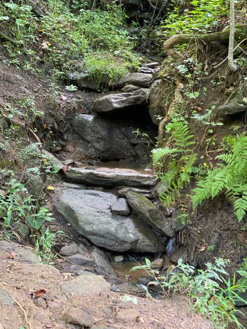 A rocky stream flows through a lush, green forest, surrounded by ferns and vegetation.