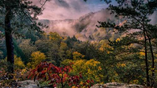 A misty forest landscape with vibrant autumn foliage and rolling hills in the background.
