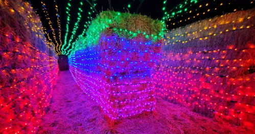 A colorful maze made of hay bales, illuminated with vibrant red, blue, green, and yellow lights.