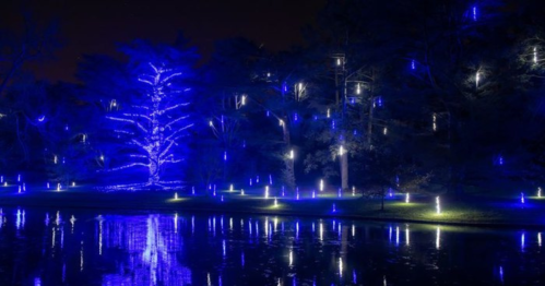 A serene night scene featuring trees illuminated with blue lights, reflecting on a calm water surface.