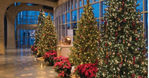 Three beautifully decorated Christmas trees with lights and ornaments, surrounded by poinsettias in a festive indoor setting.