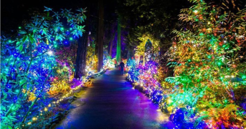 A vibrant, illuminated pathway surrounded by colorful lights and lush greenery at night.