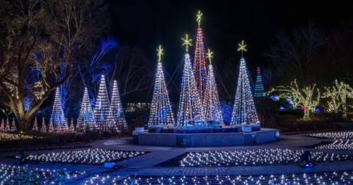 A festive display of illuminated Christmas trees and lights in a park at night, creating a magical winter scene.