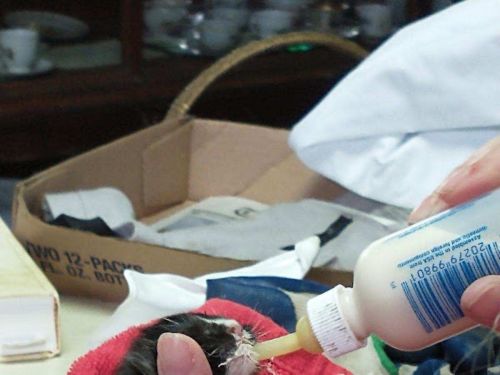A person feeds a small animal with a bottle, surrounded by a cluttered table and a cardboard box in the background.