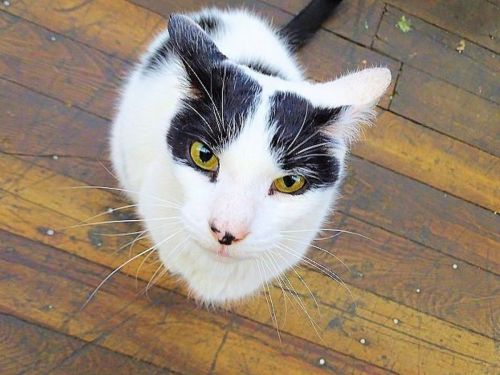 A curious black and white cat with striking yellow eyes sits on a wooden floor, looking up at the camera.