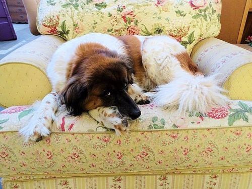 A fluffy dog lounging on a floral-patterned armchair, resting its head on its paws.