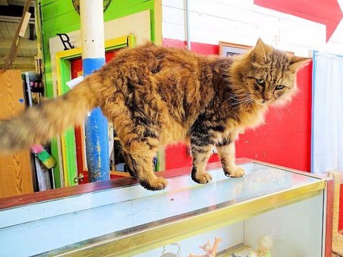 A fluffy brown and black cat stands on a glass display case in a colorful room.