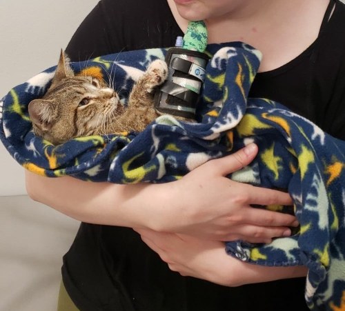 A person holds a wrapped cat in a colorful blanket, with the cat looking up curiously.