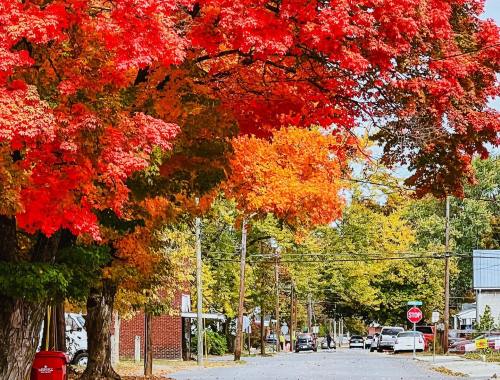 A vibrant street lined with trees displaying bright red and orange autumn leaves, with a stop sign visible.