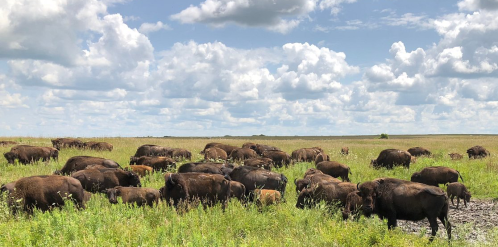 A herd of bison grazing in a grassy field under a cloudy sky, viewed from an open vehicle.