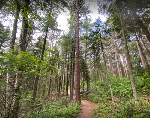 A winding dirt path through a lush green forest with tall trees and dappled sunlight filtering through the leaves.