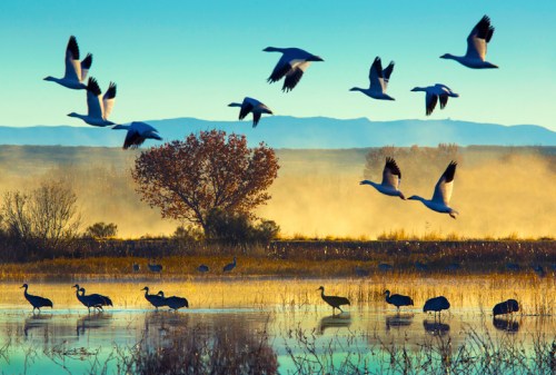 A serene landscape with flying birds over a misty lake, surrounded by trees and mountains in the background.