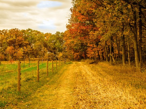 A dirt path lined with wooden posts, surrounded by trees with vibrant autumn foliage.