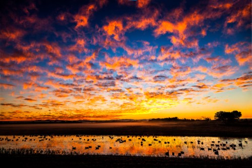 A vibrant sunset with colorful clouds reflecting on water, surrounded by silhouettes of ducks and trees.