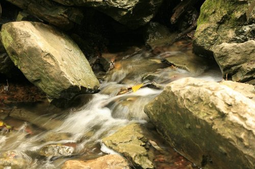 A gentle stream flows over smooth rocks, surrounded by moss and fallen leaves in a serene natural setting.