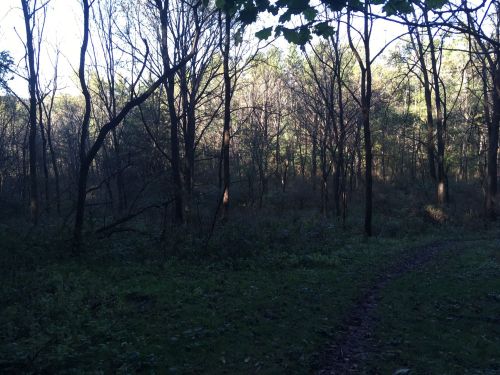 A serene forest scene with bare trees and a winding path, illuminated by soft sunlight filtering through the foliage.