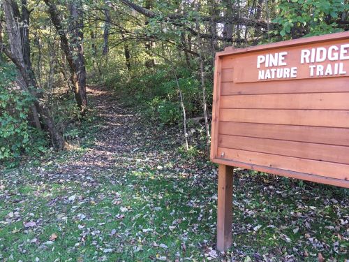 A wooden sign for Pine Ridge Nature Trail next to a leafy path leading into a wooded area.