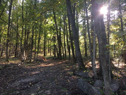 A sunlit forest path with trees, featuring two dogs exploring the natural surroundings.