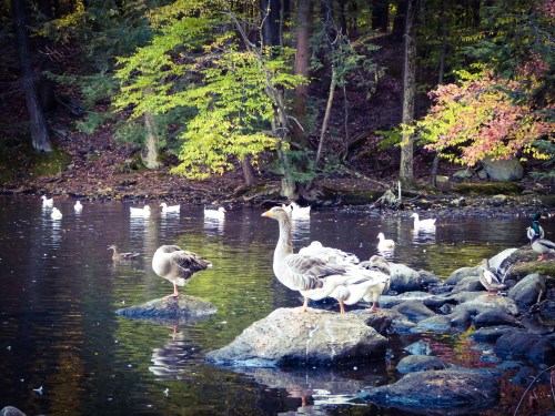 A serene pond scene with geese and ducks resting on rocks, surrounded by trees with autumn foliage.