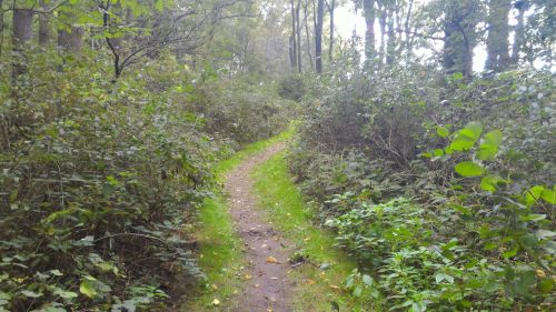 A narrow, winding path through a lush, green forest surrounded by dense bushes and trees.