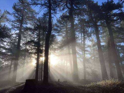 Sunlight filters through tall trees in a misty forest, creating a serene and ethereal atmosphere.