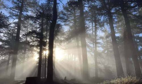Sunlight filters through tall trees in a misty forest, creating a serene and ethereal atmosphere.