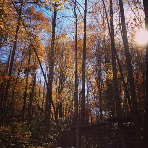 A sunlit forest in autumn, with vibrant yellow and orange leaves on trees and a person standing on a wooden platform.