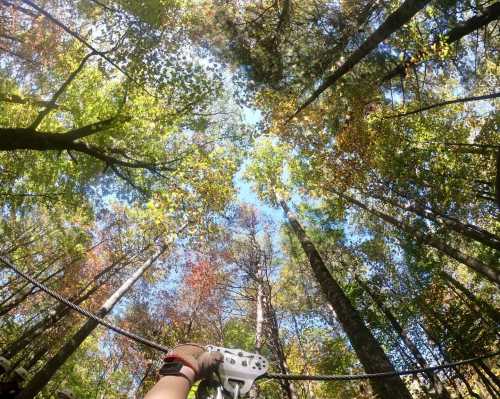 A person's hand grips a zipline while looking up at tall trees and a clear blue sky in a vibrant forest.