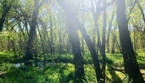 Sunlight filters through trees in a lush green forest, with a small pond visible among the vibrant foliage.