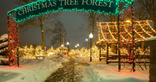 A festive entrance to a Christmas tree forest, adorned with colorful lights and surrounded by snow-covered trees.