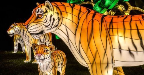 Three illuminated tiger lanterns in vibrant orange and white, set against a dark background with green foliage.