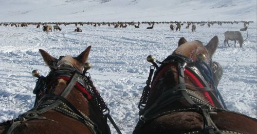 Two horses in harness facing a snowy landscape filled with grazing reindeer.