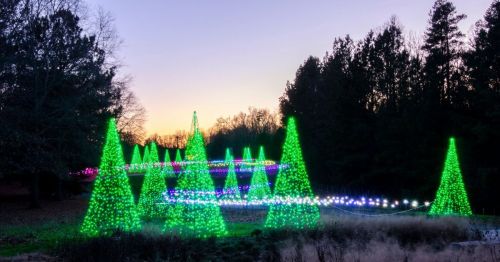 A festive display of illuminated Christmas trees in green and purple against a sunset sky, surrounded by trees.