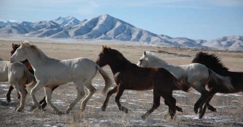 A group of horses gallops across a snowy landscape with mountains in the background.