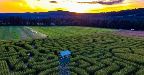 Aerial view of a corn maze at sunset, with a lookout tower in the center and rolling hills in the background.