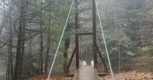 A foggy scene of a suspension bridge surrounded by tall trees and fallen leaves.