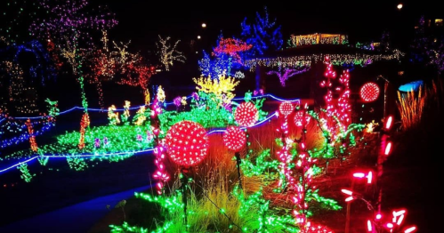 A vibrant display of colorful holiday lights illuminating a garden at night, featuring various shapes and designs.