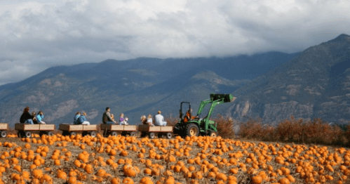 A tractor pulls a wagon of people through a pumpkin patch with mountains in the background under a cloudy sky.
