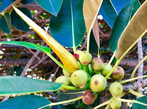 A cluster of green fruits and a yellow flower bud on a tree branch surrounded by large green leaves.